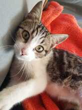 RIVER, Katze, Hauskatze in Spanien - Bild 10