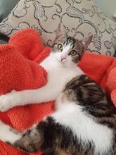 RIVER, Katze, Hauskatze in Spanien - Bild 11