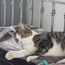 RIVER, Katze, Hauskatze in Spanien - Bild 12