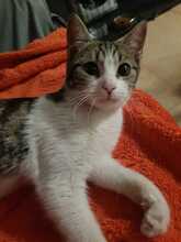 RIVER, Katze, Hauskatze in Spanien - Bild 2