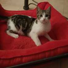 RIVER, Katze, Hauskatze in Spanien - Bild 3