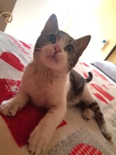 RIVER, Katze, Hauskatze in Spanien - Bild 4
