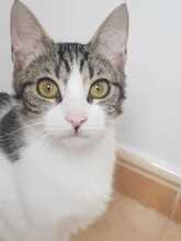 RIVER, Katze, Hauskatze in Spanien - Bild 6