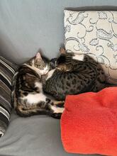 RIVER, Katze, Hauskatze in Spanien - Bild 7