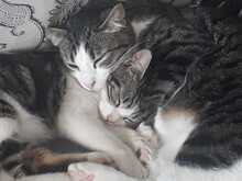 RIVER, Katze, Hauskatze in Spanien - Bild 8