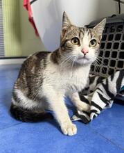 RIVER, Katze, Hauskatze in Spanien - Bild 9