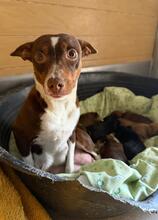 MARGARITA, Hund, Podenco in Spanien - Bild 1