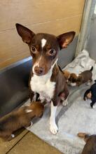 MARGARITA, Hund, Podenco in Spanien - Bild 2