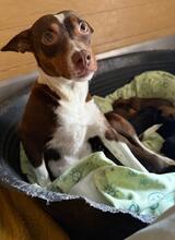 MARGARITA, Hund, Podenco in Spanien - Bild 3