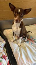 MARGARITA, Hund, Podenco in Spanien - Bild 4