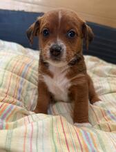 HASTI, Hund, Podencomischling in Spanien - Bild 1
