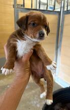 HASTI, Hund, Podencomischling in Spanien - Bild 2