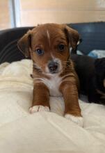 HASTI, Hund, Podencomischling in Spanien - Bild 3