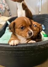 HASTI, Hund, Podencomischling in Spanien - Bild 4