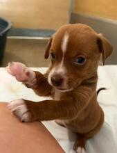 SONNY, Hund, Podenco Mischling in Spanien - Bild 1