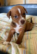 SONNY, Hund, Podenco Mischling in Spanien - Bild 3