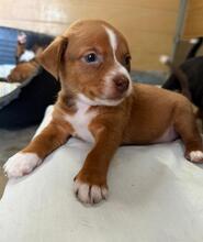 SONNY, Hund, Podenco Mischling in Spanien - Bild 5