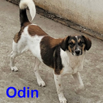 ODIN, Hund, Mischlingshund in Hohen Neuendorf - Bild 1