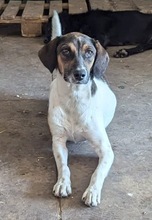ODIN, Hund, Mischlingshund in Hohen Neuendorf - Bild 2