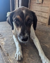 ODIN, Hund, Mischlingshund in Hohen Neuendorf - Bild 3