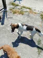 ODIN, Hund, Mischlingshund in Hohen Neuendorf - Bild 4