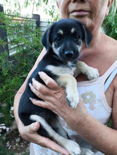 BASMATI, Hund, Mischlingshund in Kallmünz - Bild 1