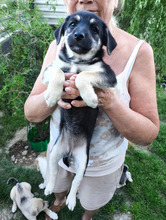 BASMATI, Hund, Mischlingshund in Kallmünz - Bild 2