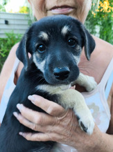 BASMATI, Hund, Mischlingshund in Kallmünz - Bild 4