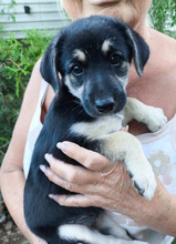 BASMATI, Hund, Mischlingshund in Kallmünz - Bild 5