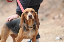 BONITA, Hund, Mischlingshund in Griechenland - Bild 2