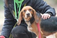 BONITA, Hund, Mischlingshund in Griechenland - Bild 3
