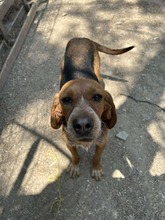 BONITA, Hund, Mischlingshund in Griechenland - Bild 5