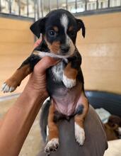 CASY, Hund, Podenco Mschling in Spanien - Bild 3