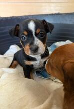 CASY, Hund, Podenco Mschling in Spanien - Bild 4