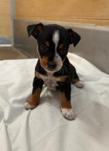 CASY, Hund, Podenco Mschling in Spanien - Bild 5