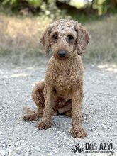 POMPONELLE, Hund, Mischlingshund in Marpingen - Bild 1