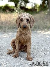 POMPONELLE, Hund, Mischlingshund in Marpingen - Bild 2