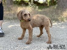 POMPONELLE, Hund, Mischlingshund in Marpingen - Bild 3