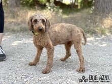 POMPONELLE, Hund, Mischlingshund in Marpingen - Bild 4