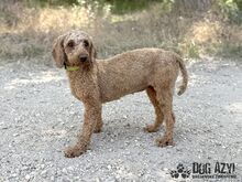 POMPONELLE, Hund, Mischlingshund in Marpingen - Bild 6