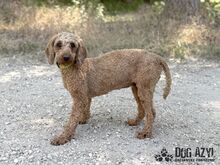 POMPONELLE, Hund, Mischlingshund in Marpingen - Bild 7