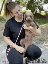 POMPONELLE, Hund, Mischlingshund in Marpingen - Bild 8