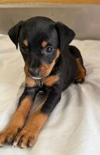 FEE, Hund, Podencomischling in Spanien - Bild 2