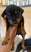 FEE, Hund, Podencomischling in Spanien - Bild 4