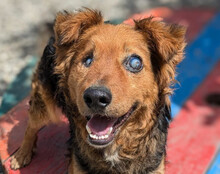 MARINKO, Hund, Mischlingshund in Biebertal - Bild 1