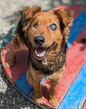 MARINKO, Hund, Mischlingshund in Biebertal - Bild 10