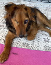 MARINKO, Hund, Mischlingshund in Biebertal - Bild 2