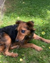 MARINKO, Hund, Mischlingshund in Biebertal - Bild 3