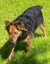 MARINKO, Hund, Mischlingshund in Biebertal - Bild 4
