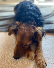 MARINKO, Hund, Mischlingshund in Biebertal - Bild 5